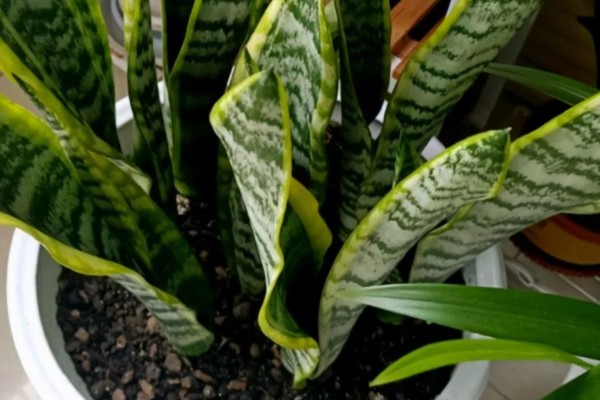 虎皮兰病虫害怎么防治,根据病虫害类型喷施对应药物