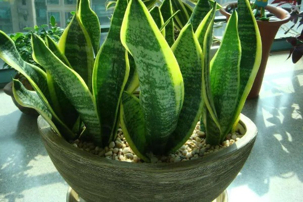 虎皮兰病虫害怎么防治,根据病虫害类型喷施对应药物