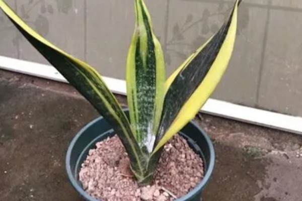 虎皮兰病虫害怎么防治,根据病虫害类型喷施对应药物