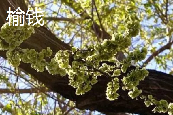 种植野菜的前景,其种植前景非常大