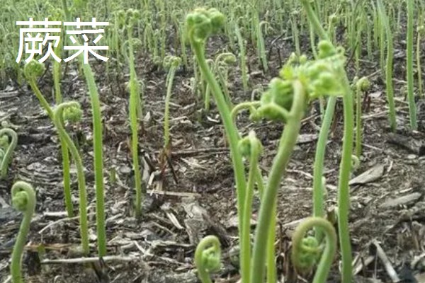 种植野菜的前景,其种植前景非常大