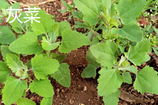 种植野菜的前景,其种植前景非常大