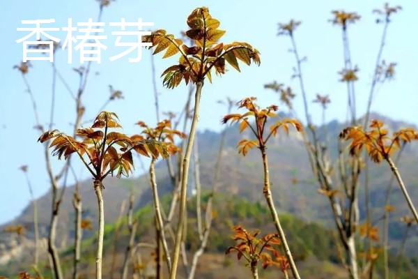 种植野菜的前景,其种植前景非常大