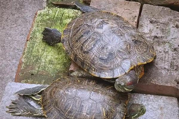 巴西龟在陆地上可以活多久,可以坚持1-3天的时间