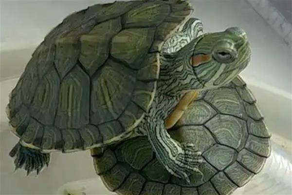 巴西龟在陆地上可以活多久,可以坚持1-3天的时间