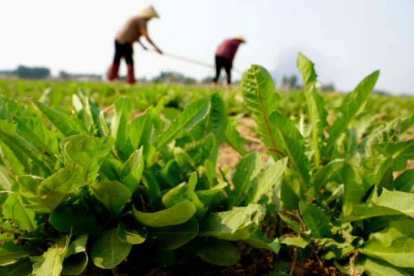 种植野菜的前景,其种植前景非常大