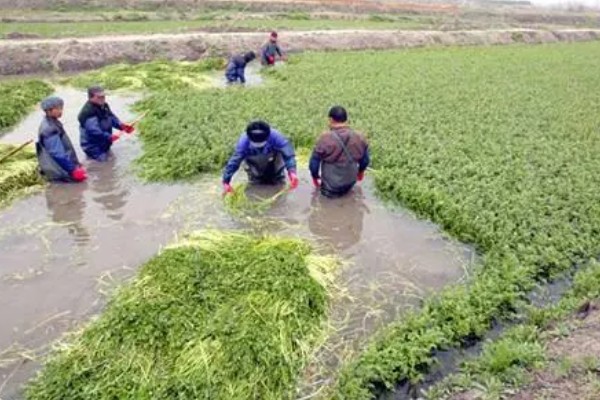 种植野菜的前景,其种植前景非常大