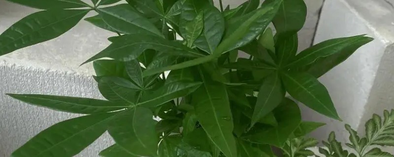 发财树叶子发黄怎么处理，一定要进行遮阴