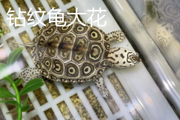 钻纹龟大花和小花的区别，价格和体色均不同