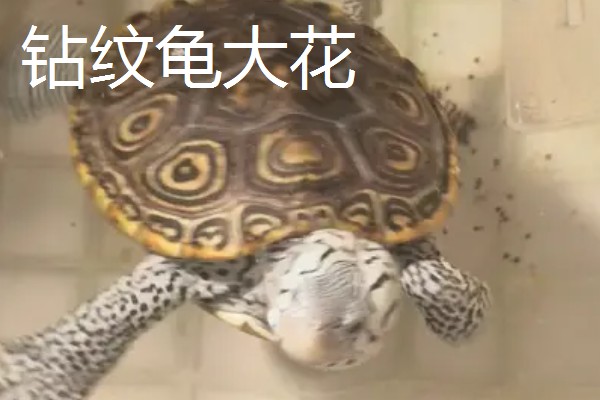 钻纹龟大花和小花的区别，价格和体色均不同