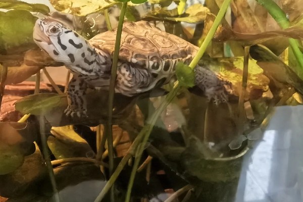 钻纹龟大花和小花的区别，价格和体色均不同