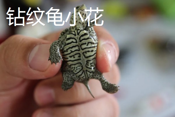 钻纹龟大花和小花的区别，价格和体色均不同