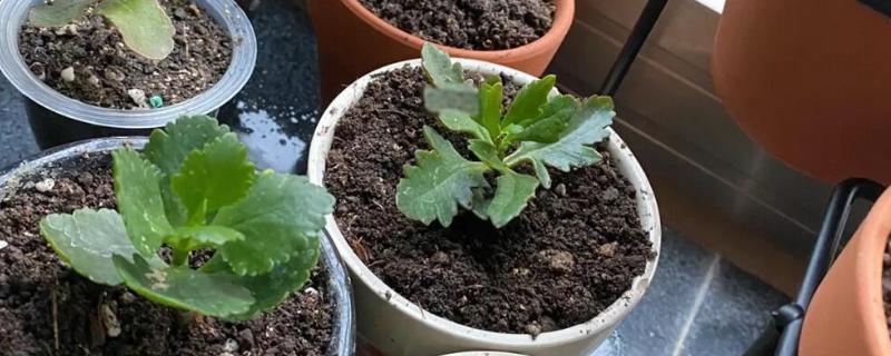 长寿花的叶片繁殖方法，选择健壮且无病害的叶子为佳