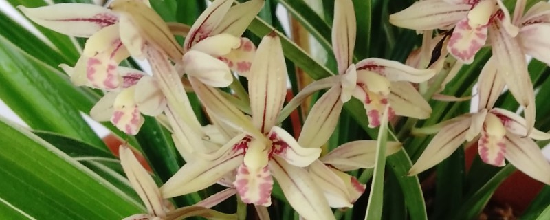 兰花在几月开，不同品种的开花时间不同