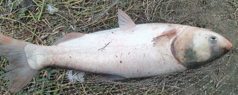 鲢鱼是不是淡水鱼，常在溪流、江河等淡水水域中栖息