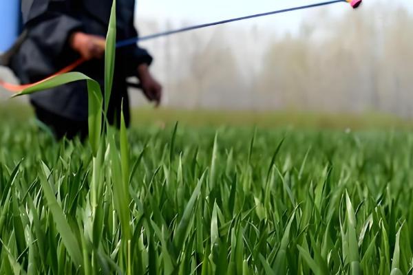 打小麦除草剂经过三天降温有影响吗,杂草已经吸收有效成分会逐渐死亡