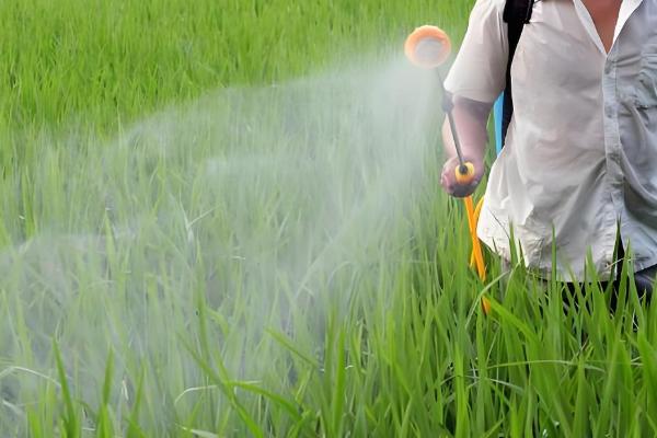 打小麦除草剂经过三天降温有影响吗,杂草已经吸收有效成分会逐渐死亡