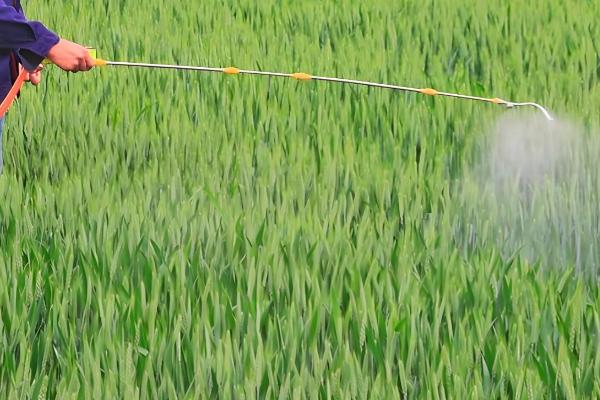打小麦除草剂经过三天降温有影响吗,杂草已经吸收有效成分会逐渐死亡