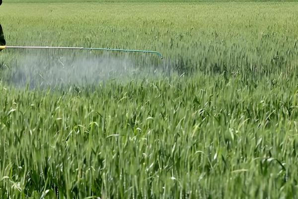 打小麦除草剂经过三天降温有影响吗,杂草已经吸收有效成分会逐渐死亡