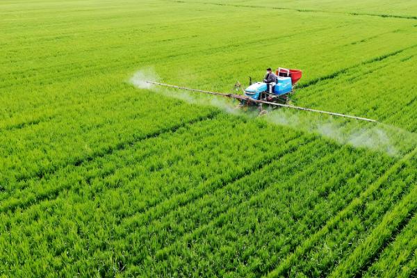 打小麦除草剂经过三天降温有影响吗,杂草已经吸收有效成分会逐渐死亡
