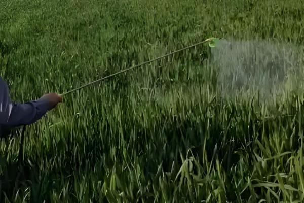 打小麦除草剂经过三天降温有影响吗,杂草已经吸收有效成分会逐渐死亡