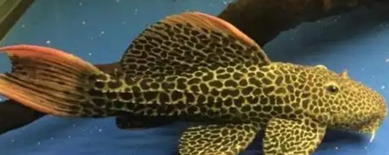 红箭尾坦克异型鱼好不好养，饲养难度不高适合新手