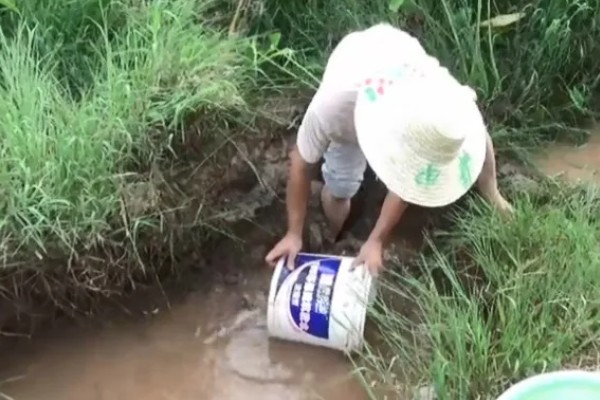 草履虫的培养方法，每隔3天换一次培养液