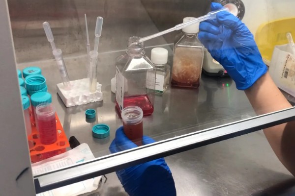 草履虫的培养方法，每隔3天换一次培养液