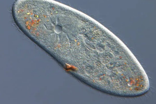 草履虫的培养方法，每隔3天换一次培养液