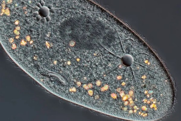 草履虫的培养方法，每隔3天换一次培养液