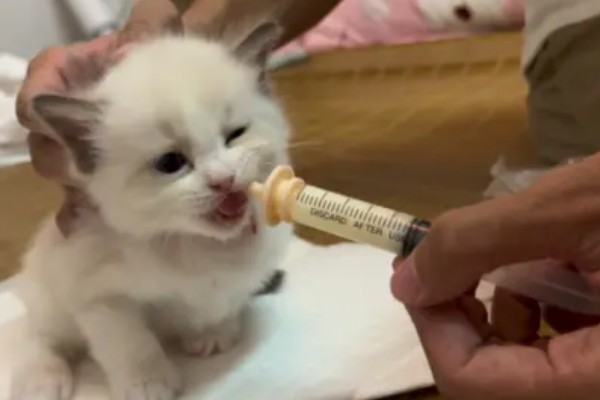 幼猫幼犬喝羊奶粉的益处,可有效提高它们的免疫力