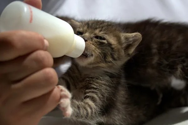 幼猫幼犬喝羊奶粉的益处,可有效提高它们的免疫力