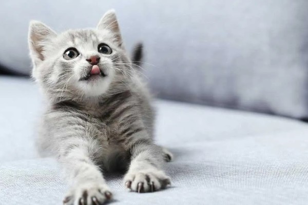 幼猫幼犬喝羊奶粉的益处,可有效提高它们的免疫力