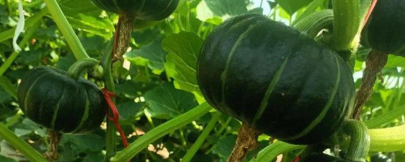 优质的南瓜品种，推荐密本南瓜、黄狼南瓜等