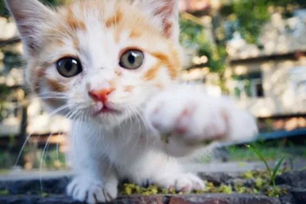 幼猫幼犬喝羊奶粉的益处,可有效提高它们的免疫力