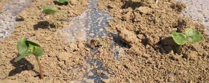 棉花怎么育苗，可以采用飘浮育苗