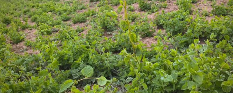 党参的种植技术，秋播时间为9月中旬至10月上旬