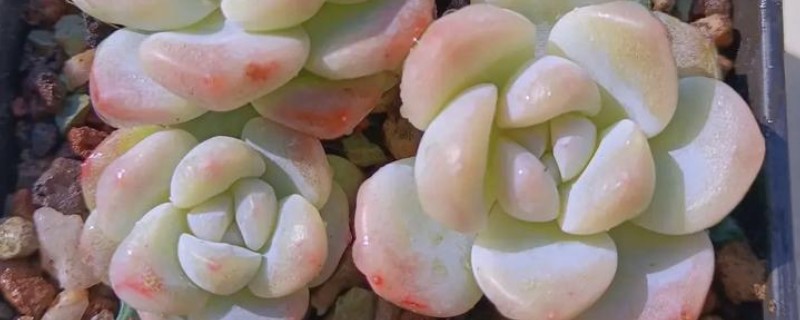 多肉能不能浇水,叶片干瘪时需提供水分