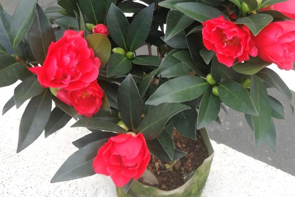 四季茶花能否养在室内,在室内养护需注意通风