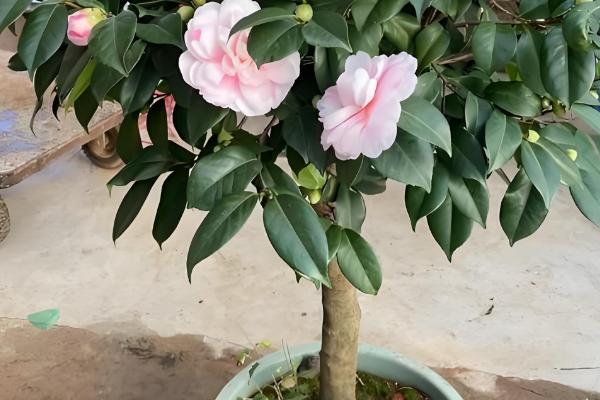 四季茶花能否养在室内,在室内养护需注意通风