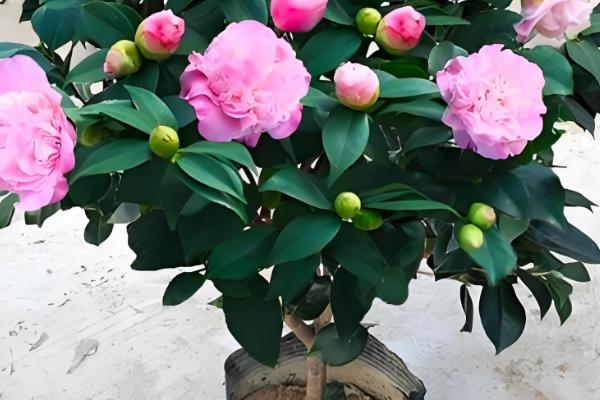 四季茶花能否养在室内,在室内养护需注意通风