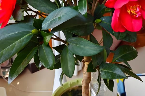 四季茶花能否养在室内,在室内养护需注意通风