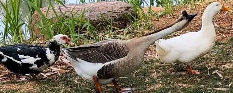 鹅会不会咬人，容易攻击陌生人