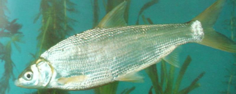 鲮鱼的种类，常见的有土鲮、泰鲮与麦鲮