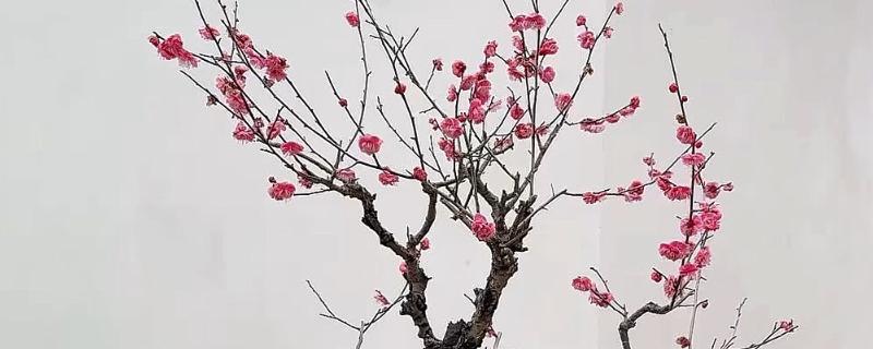 梅花不开花的原因及解决方法，可能是温度不适所致