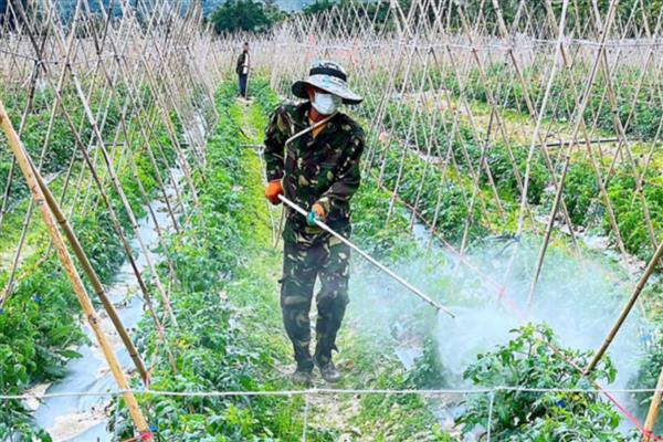 辛菌胺醋酸盐的防治对象，可有效防治枯萎病、黄萎病等
