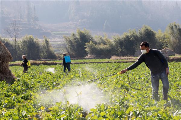辛菌胺醋酸盐的防治对象，可有效防治枯萎病、黄萎病等
