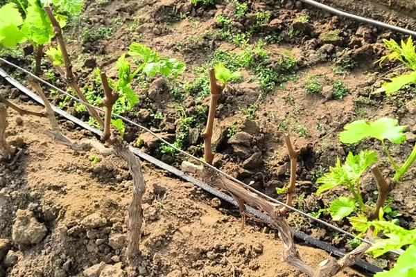 葡萄膨大期怎么施肥,亩施15-20公斤尿素和复合肥