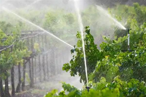 葡萄膨大期怎么施肥,亩施15-20公斤尿素和复合肥