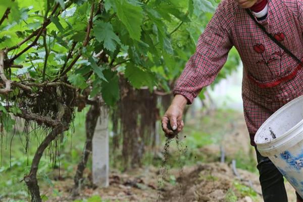 葡萄膨大期怎么施肥,亩施15-20公斤尿素和复合肥